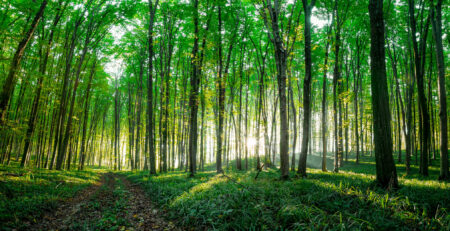 foret